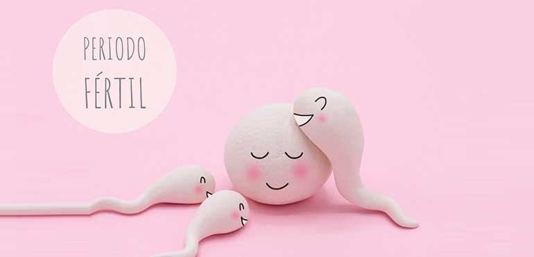 Calcular los días fértiles si tengo una menstruación irregular
